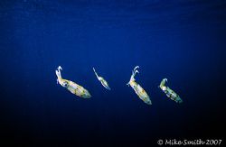 Fishing Lures?
Nikonos V, 15mm lens, SB-105, Bahamas by Mike Smith 